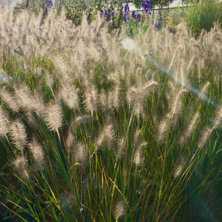 Pennisetum alop. Hameln