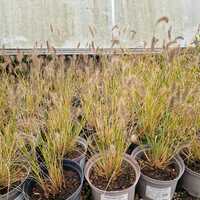 Pennisetum alop. Hameln - image 2