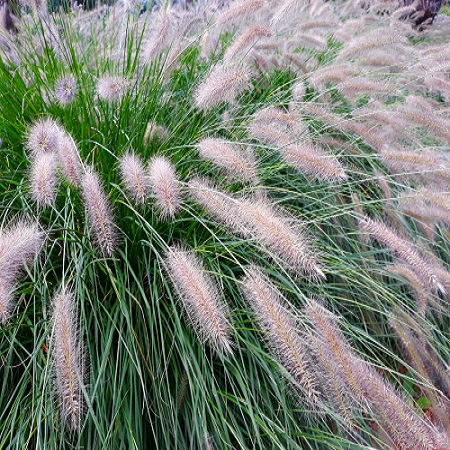 Pennisetum alop. Hameln