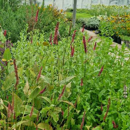 Persicaria aff. Darjeeling Red