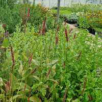 Persicaria aff. Darjeeling Red