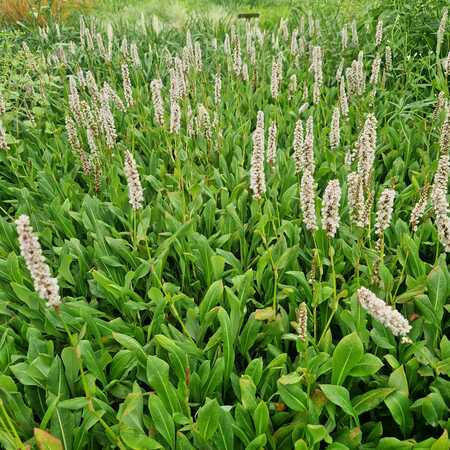 Persicaria amp. White Eastfield