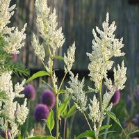 Persicaria amp. White Eastfield