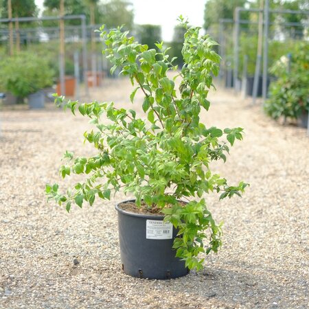 Philadelphus Belle Etoile