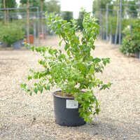 Philadelphus Belle Etoile