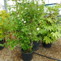 Philadelphus coronarius