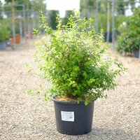Philadelphus Manteau d'Hermine