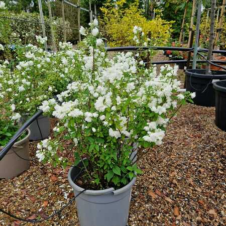 Philadelphus Snowbelle