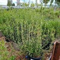 Phillyrea angustifolia