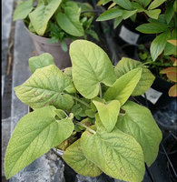 Phlomis russeliana