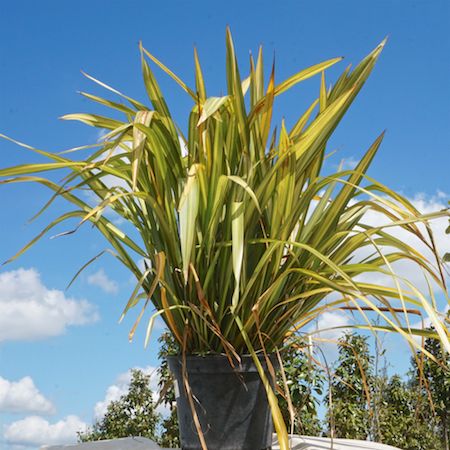 Phormium Apricot Queen
