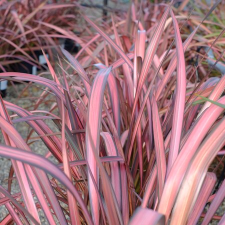 Phormium Evening Glow - image 1