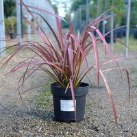 Phormium Evening Glow - image 2