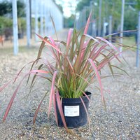 Phormium Jester - image 2