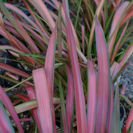 Phormium Jester - image 3