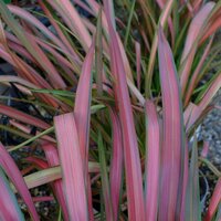 Phormium Jester
