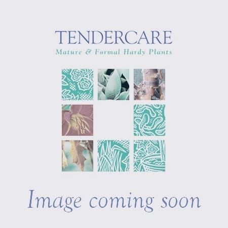 Phormium Maori Queen