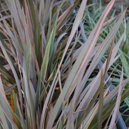 Phormium Sundowner - image 1