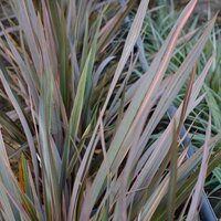 Phormium Sundowner - image 1