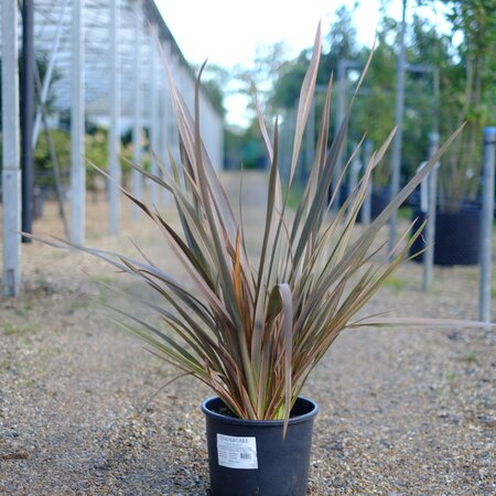 Phormium Sundowner - image 2