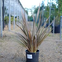Phormium Sundowner - image 2