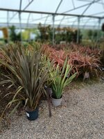 Phormium ten. purpurea
