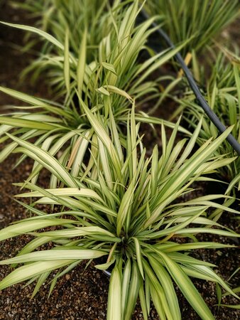 Phormium Yellow Wave