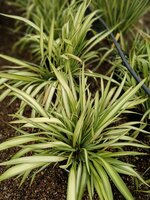 Phormium Yellow Wave