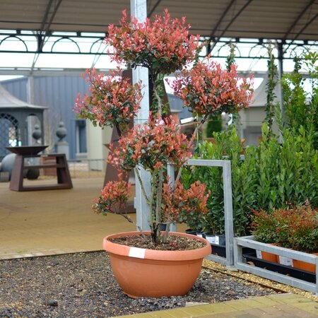 Photinia Atropurpurea Nana