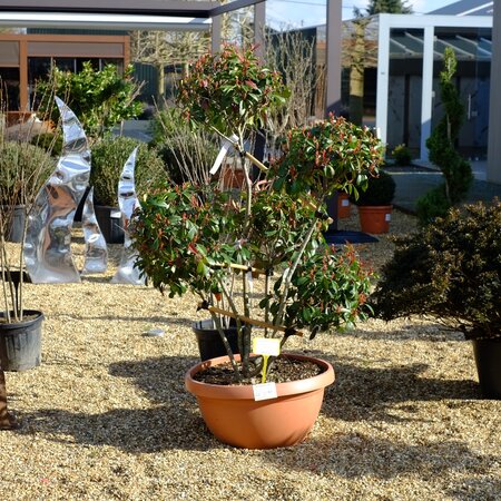 Photinia serratifolia Corallo