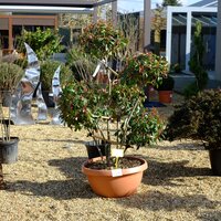 Photinia serratifolia Corallo