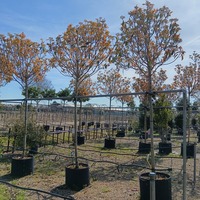 Photinia serratifolia Crunchy