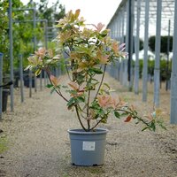 Photinia serratifolia Pink Crispy - image 1