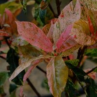 Photinia serratifolia Pink Crispy - image 2