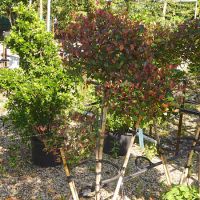 Photinia x fra. Little Red Robin