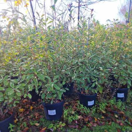 Photinia x fra. Pink Marble - image 2