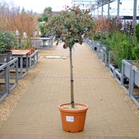 Photinia x fra. Pink Marble - image 1