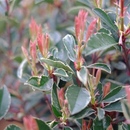 Photinia x fra. Pink Marble - image 2