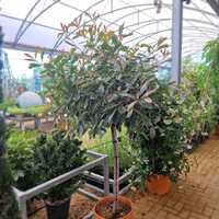Photinia x fra. Pink Marble - image 1