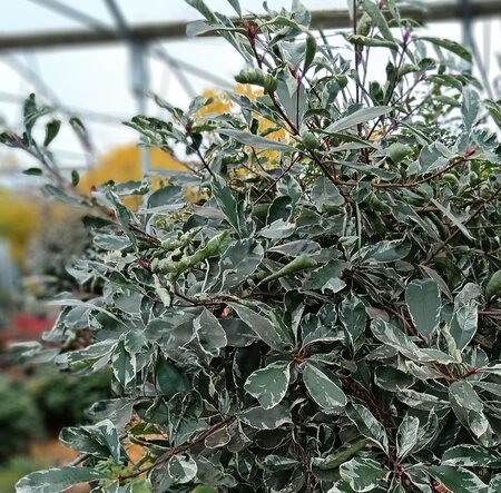 Photinia x fra. Pink Marble