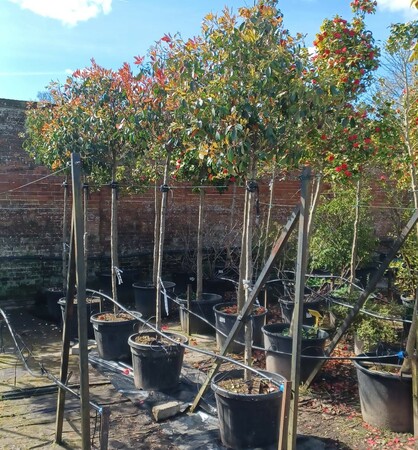 Photinia x fra. Red Robin | Order online @ Tendercare