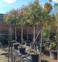 Photinia x fra. Red Robin | Order online @ Tendercare