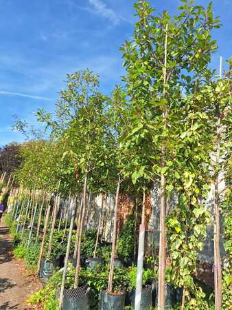 Photinia x fra. Red Robin