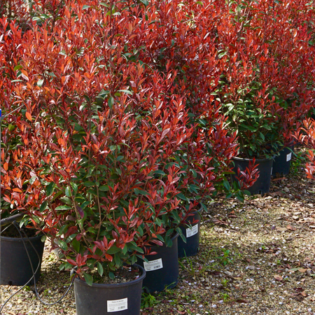 Photinia x fra. Red Robin - image 2