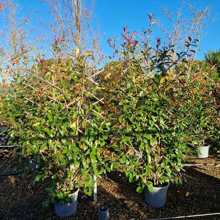 Photinia x fra. Red Robin - image 1