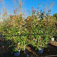 Photinia x fra. Red Robin - image 1