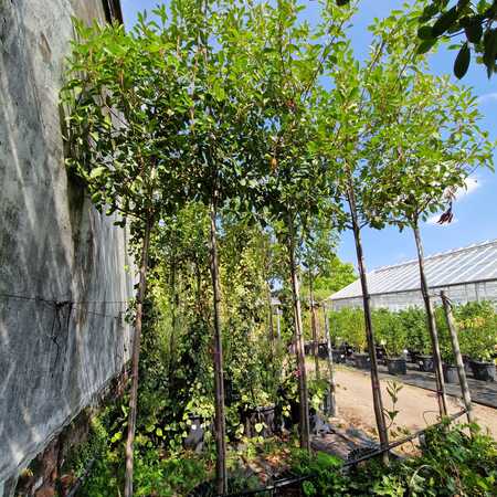 Photinia x fra. Red Robin