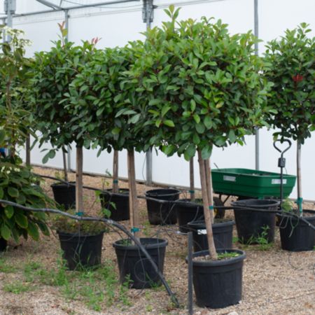Photinia x fra. Red Robin - image 2