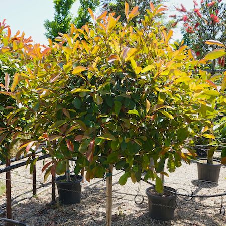 Photinia x fra. Red Robin | Order online @ Tendercare