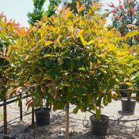 Photinia x fra. Red Robin | Order online @ Tendercare